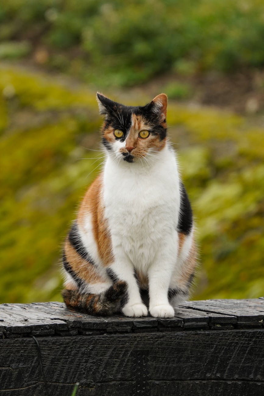 現在の転生先：みけねこ。